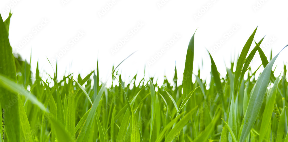 Fototapeta premium Grass line composition isolated on white background forming natural border. Green blades arranged horizontally creating edge design element. Botanical concept for decoration, banner,