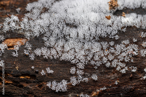 Coral slime mold (Ceratiomyxa fruticulosa var. arbuscula) plasmodial slime mold growing on decay log 