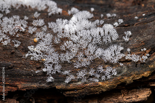 Closeup coral slime mold (Ceratiomyxa fruticulosa var. arbuscula) plasmodial slime mold growing on decay log 
