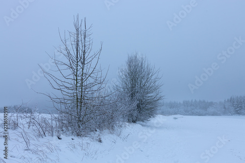 A winter trees in the middle of a snow-covered field.