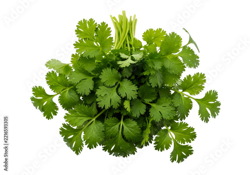 Fotografie Fresh green cilantro bunch of coriander leaves for cooking isolated on transpare