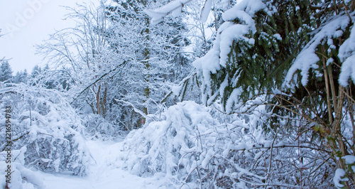 Frozen fir trees after a snowfall on a cold winter day .