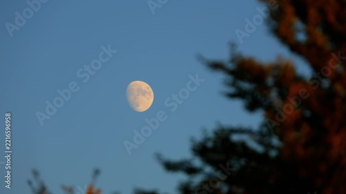 Waxing gibbous Moon with tree silhouettes on a daylight blue sky.
