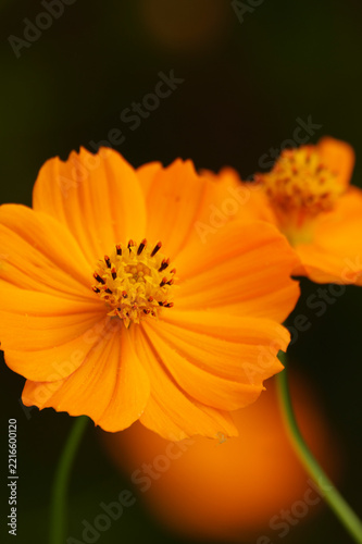 Orange sulphur cosmos flower close up with soft green background