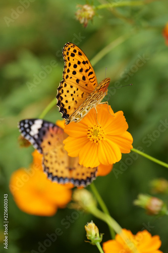 Two Indian fritillary butterflies feeding on orange cosmos blossoms