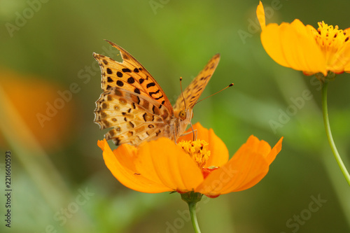 Male Indian fritillary butterfly feeding on an orange cosmos flower