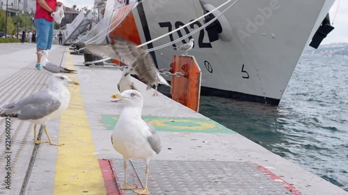 Man feeding seagulls near a large ship in Istanbul.