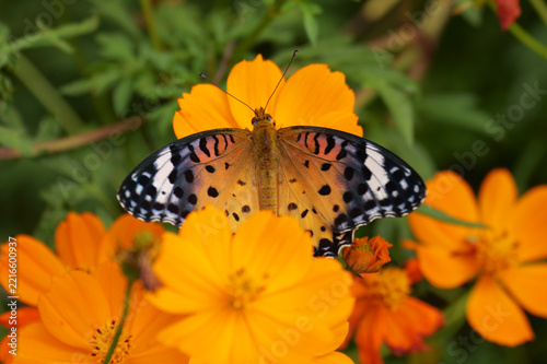 Female Indian fritillary butterfly with open wings on orange cosmos