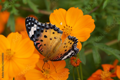 Female Indian fritillary butterfly resting on orange cosmos flowers