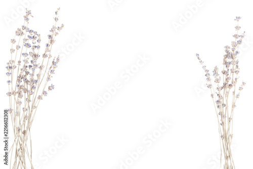 Minimalist premium eco botanical photo of dried lavender flower border on isolated white background with center copy space
