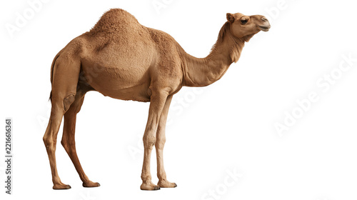 Full body side view of a dromedary camel with brown fur and a single hump