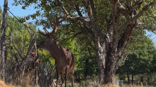Majestic Stag Standing Still in Morning Forest Light