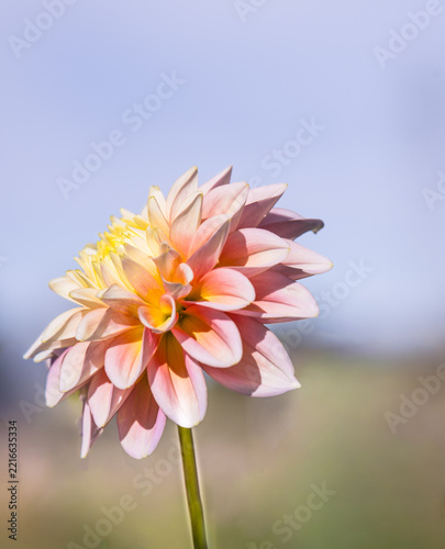 Colourful Autumn Dahlias