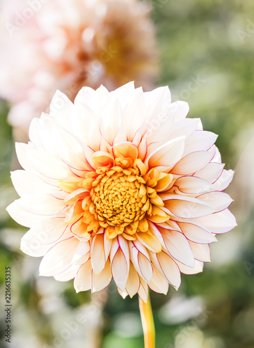 Colourful Autumn Dahlias