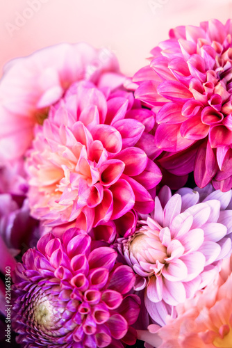 Colourful Summer Dahlias