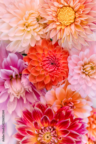 Colourful Summer Dahlias