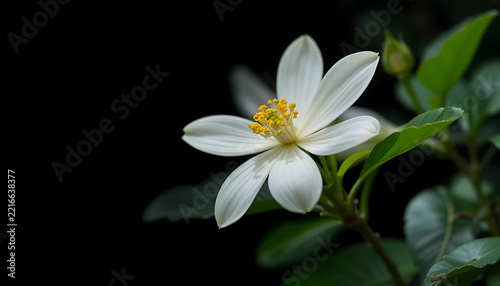 Single white flower with yellow center blooming against black