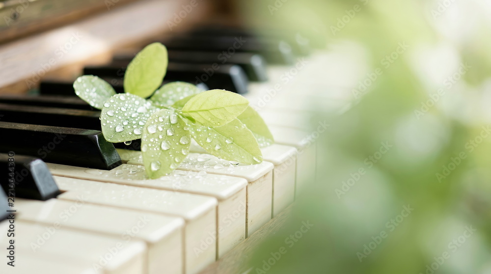 Fototapeta premium Fresh green leaves with water droplets resting on piano keys, spring music and nature harmony concept