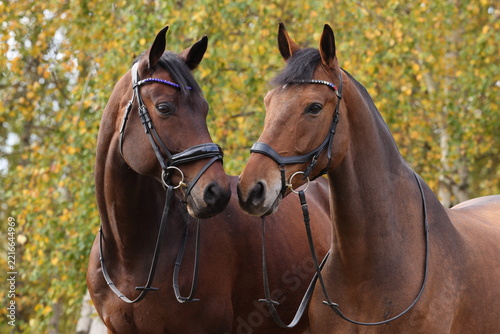 Pair of a thoroughbred sports horses portrait on autumn yellow background