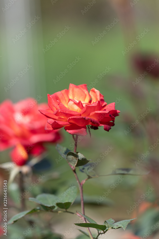 Fototapeta premium Beautiful orange and yellow gradient rose flower blooming gracefully from bud in autumn sunlight