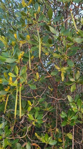 Mangrove Tree Foliage with Long Mangrove Fruit Propagules Hanging in Coastal Forest