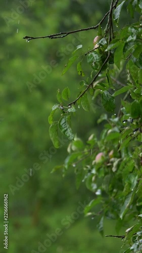 Close view of wet apple tree branch with green leaves in rain