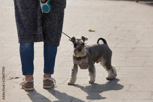 Fotografie Miniature schnauzer dog on a leash walking with owner on paved street outdoors