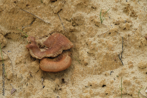 liverleaf. a mushroom in the sand