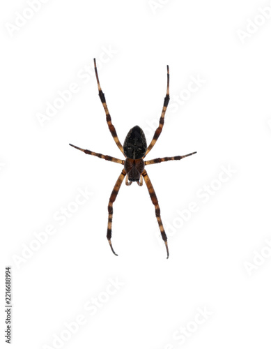 Spider close view over transparent background, no shadow