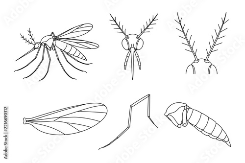 Mosquito Anatomy Scientific Icon Set with Head, Antennae, Wing, Leg and Body Line Art Vector