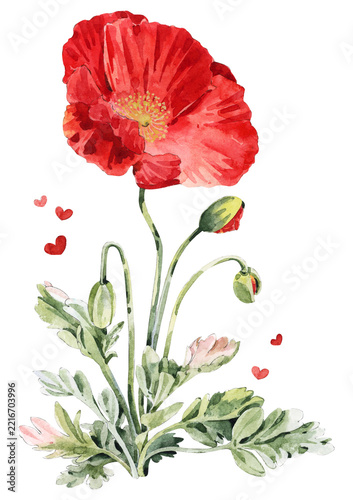 Red Poppy Flower with Buds and Hearts Watercolor Illustration