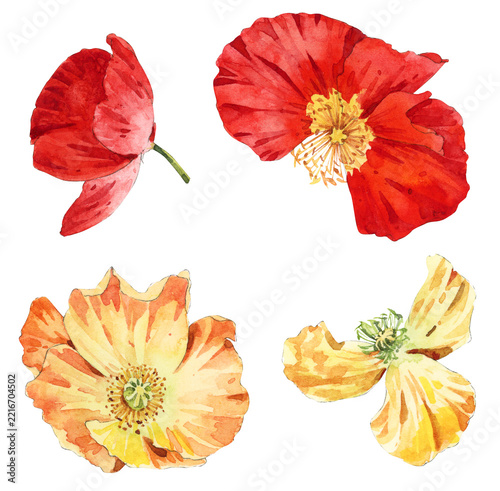 Poppy Flowers Watercolor Elements Set