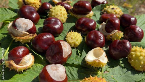 Seasonal autumn background with horse chestnuts and golden foliage vertical view