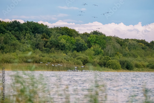 Fotografie Graukraniche landen am selten genutzten Rastplatz am Kölpinsee