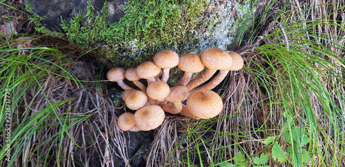 Honey fungus family (Armillaria species, honey agarics, armillaria mellea) grow under a tree stump. Panorama.
