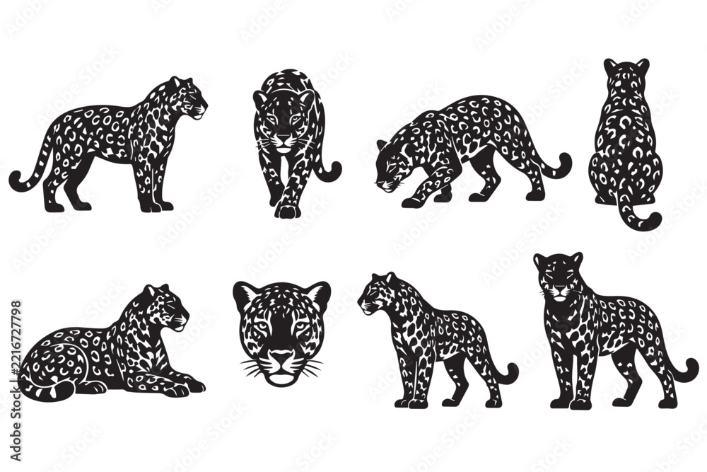 Obraz premium Vector Illustration Collection of Jaguar Silhouettes and Detailed Sketches Set 