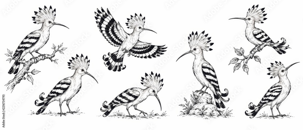 Fototapeta premium Hand Drawn Bird Illustration Collection