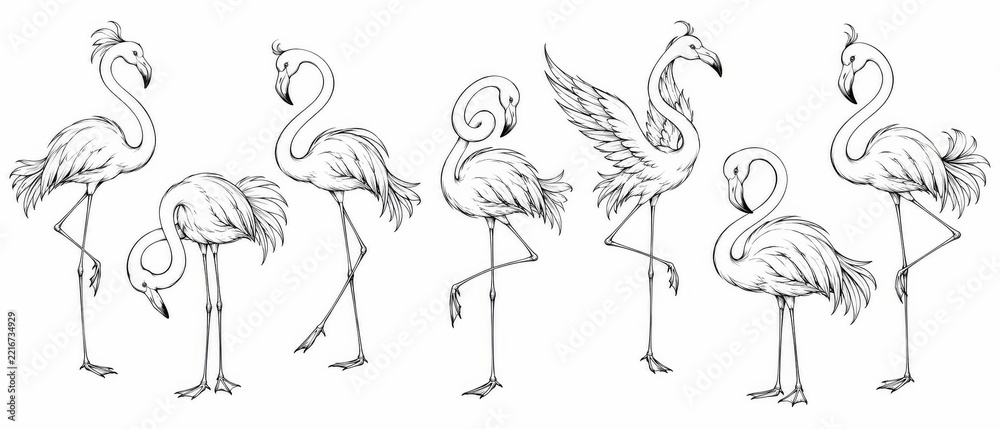 Fototapeta premium Hand Drawn Bird Illustration Collection