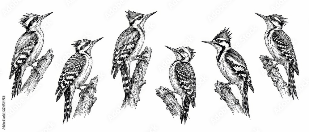 Fototapeta premium Hand Drawn Bird Illustration Collection