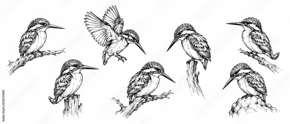 Fototapeta premium Hand Drawn Bird Illustration Collection