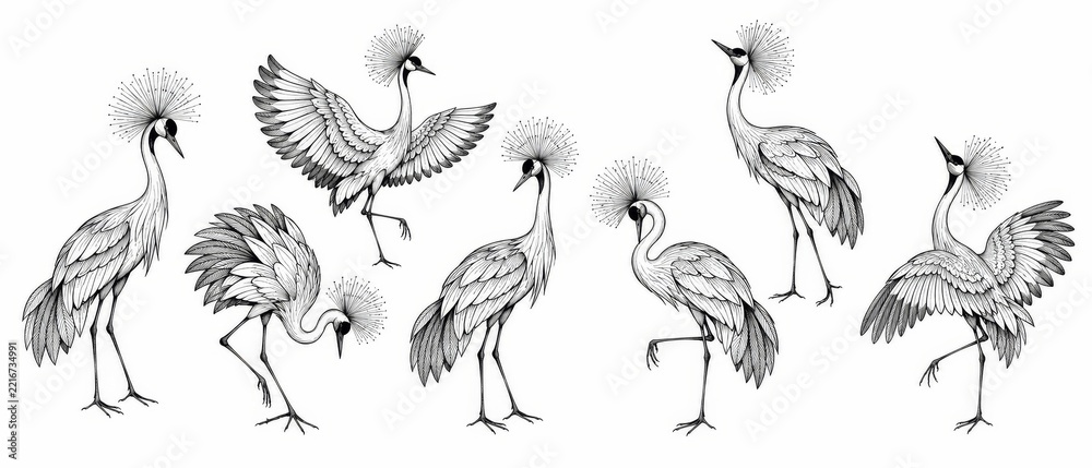Fototapeta premium Hand Drawn Bird Illustration Collection