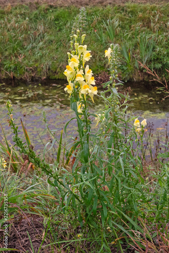 Common toadflax, also known as Yellow toadflax, on the bank of a ditch