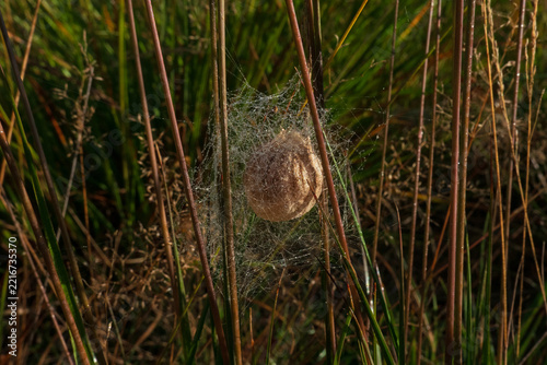 Egg sac of Wasp spider, attached with threads to stems of grass, threads covered with dew drops