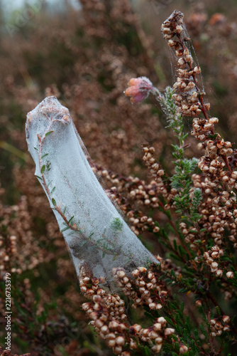 Nursery web, probably of Predatory spider, also known as Cunning spieder, covered with dew drops, in Heather