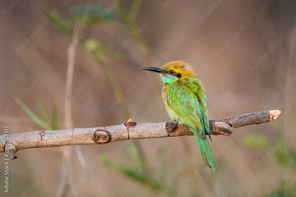 Obraz premium Green Bee-Eater, Little Green bee-eater, Merops Orientalis