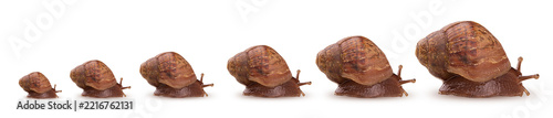 Six African snail Achatina small and big family