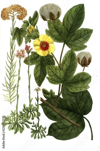 Botany, Plants, Gnaphalium angustifolium, montanum, different varieties of dysentery weed and cotton (Gossypium) arboreum, frutescens, Historical, digitally restored reproduction from a 19th century original