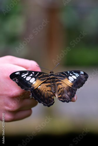 Clipper butterfly Parthenos sylvia with wings spread