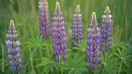 草原で揺れる紫のルピナス シームレスループ動画背景 16:9 4K