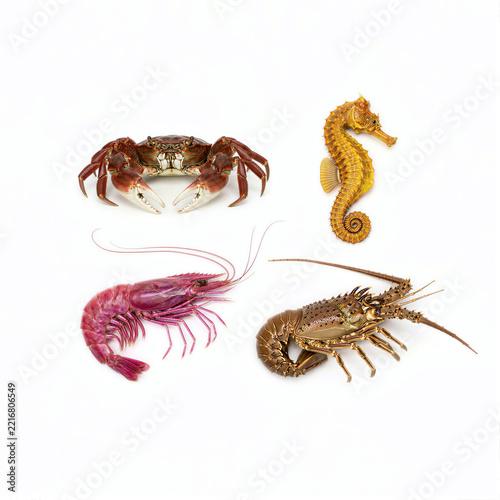 Crab seahorse shrimp and lobster grouped as separate marine specimens
